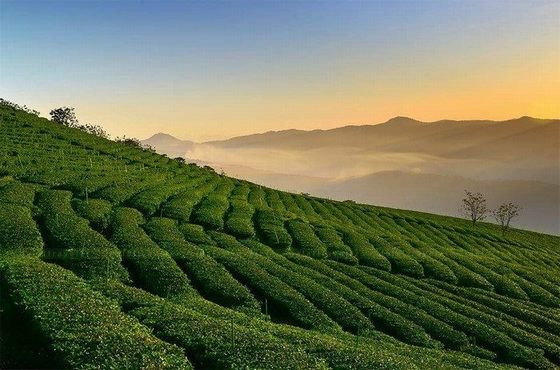 Đồi trà BẢO LỘC - NGUYÊN KÝ